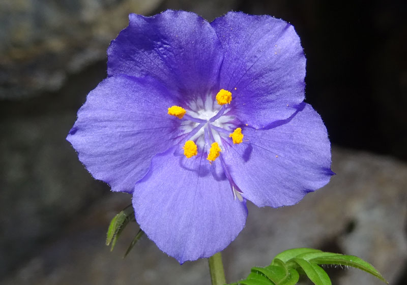 Polemonium caeruleum / Polemonio ceruleo